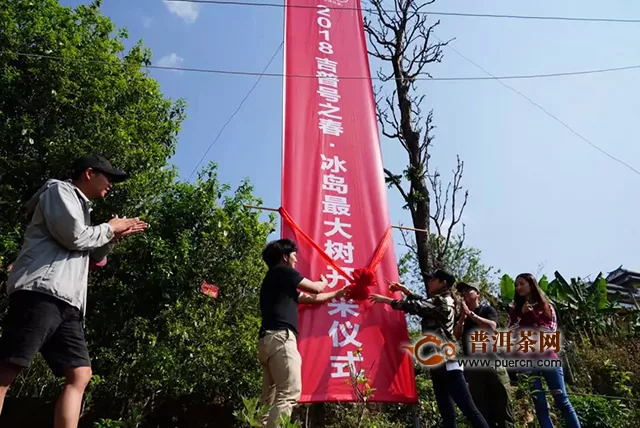 2020吉普號(hào)冰島春茶系列：真冰島，吉普號(hào)只拼資源