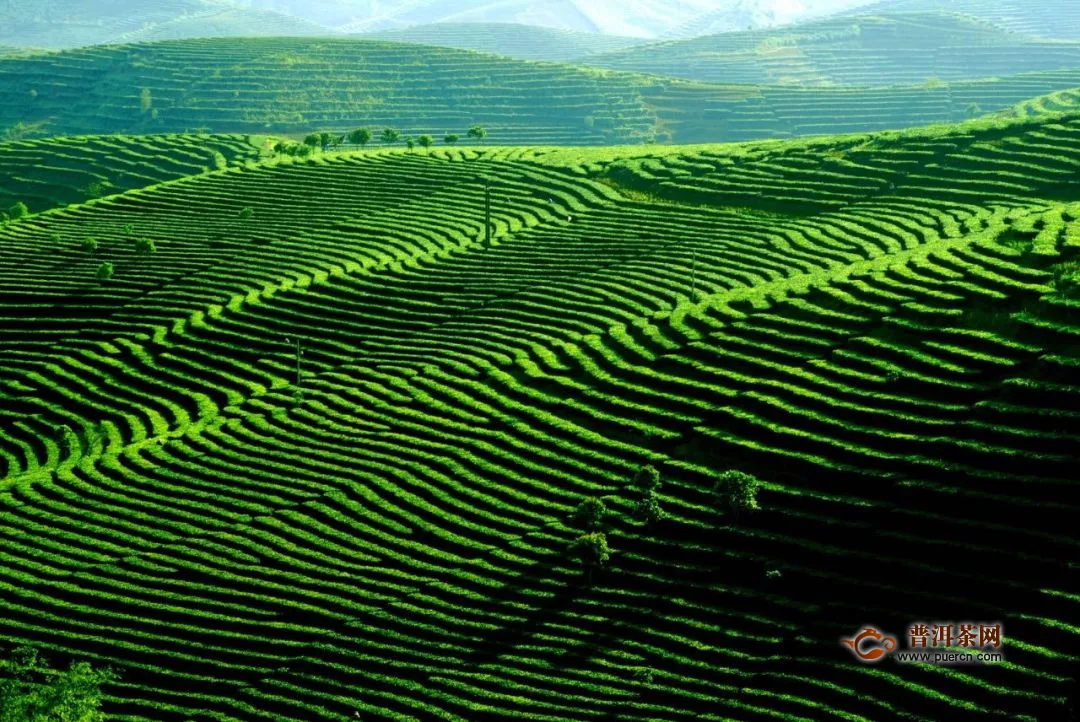 中國有機(jī)茶認(rèn)證企業(yè)達(dá)82家！普洱這兩項(xiàng)數(shù)據(jù)全國居首