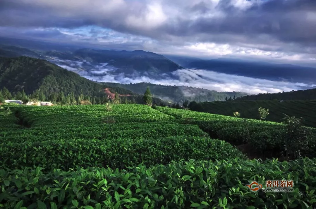 中國有機(jī)茶認(rèn)證企業(yè)達(dá)82家！普洱這兩項(xiàng)數(shù)據(jù)全國居首