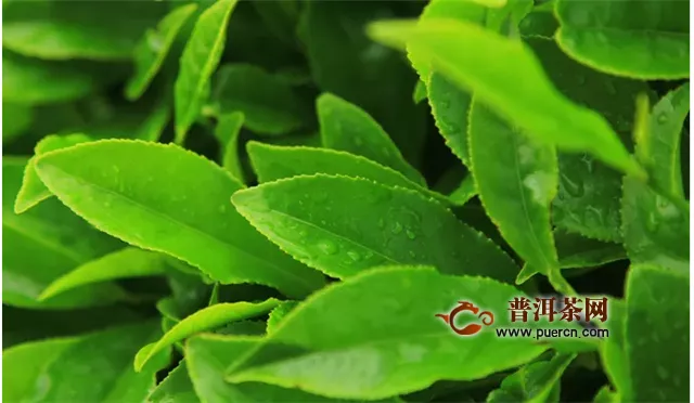 烏龍茶和綠茶是一種茶樹嗎