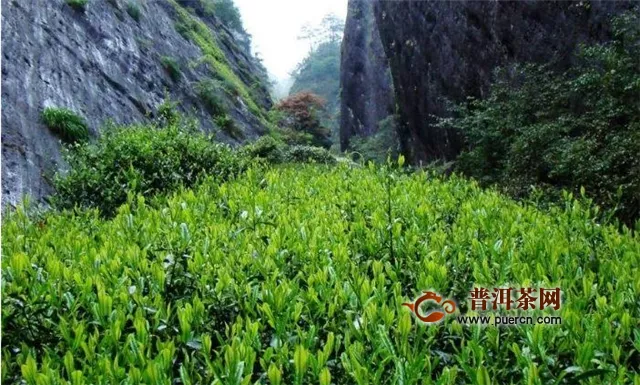 武夷烏龍茶種