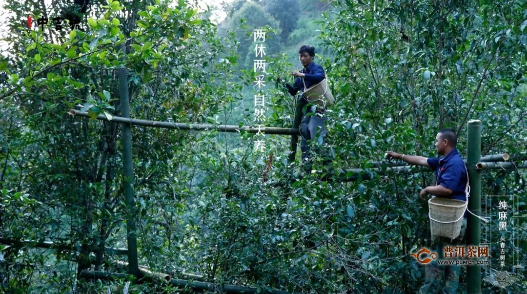 直播預(yù)告，中吉號麻黑古樹茶采摘季