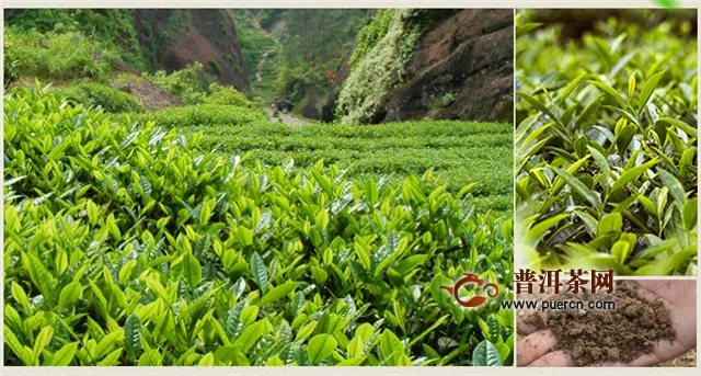 乌龙茶和绿茶是一种茶树吗？同为乌龙茶和红茶的茶树也不是一种茶树。