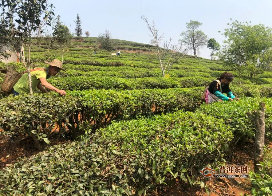 思茅区：国家现代农业产业园引领乡村产业振兴