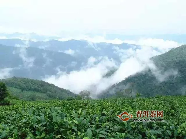 大叶种茶的分布