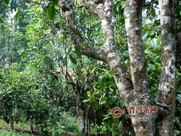云南大叶种茶树属于什么型茶树