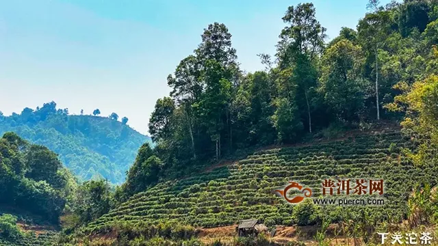 茶山鑒茶：下關(guān)沱茶今春選料中的三座茶山