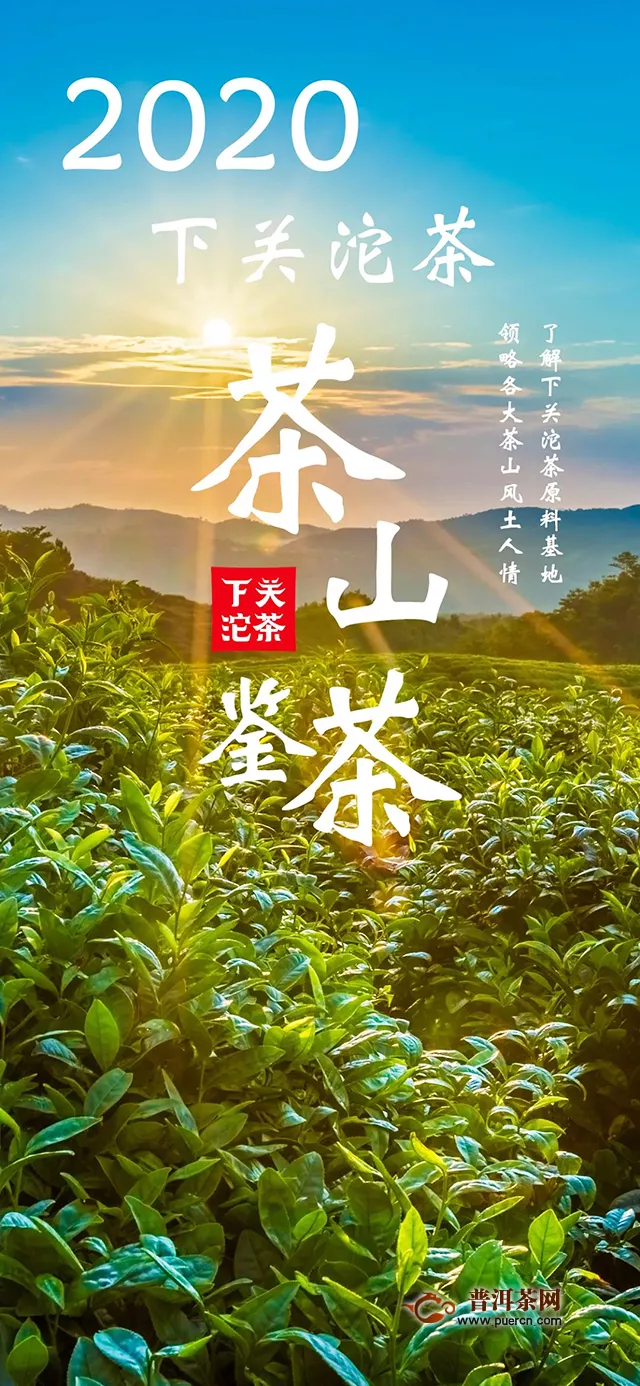 茶山鑒茶：下關(guān)沱茶今春選料中的三座茶山