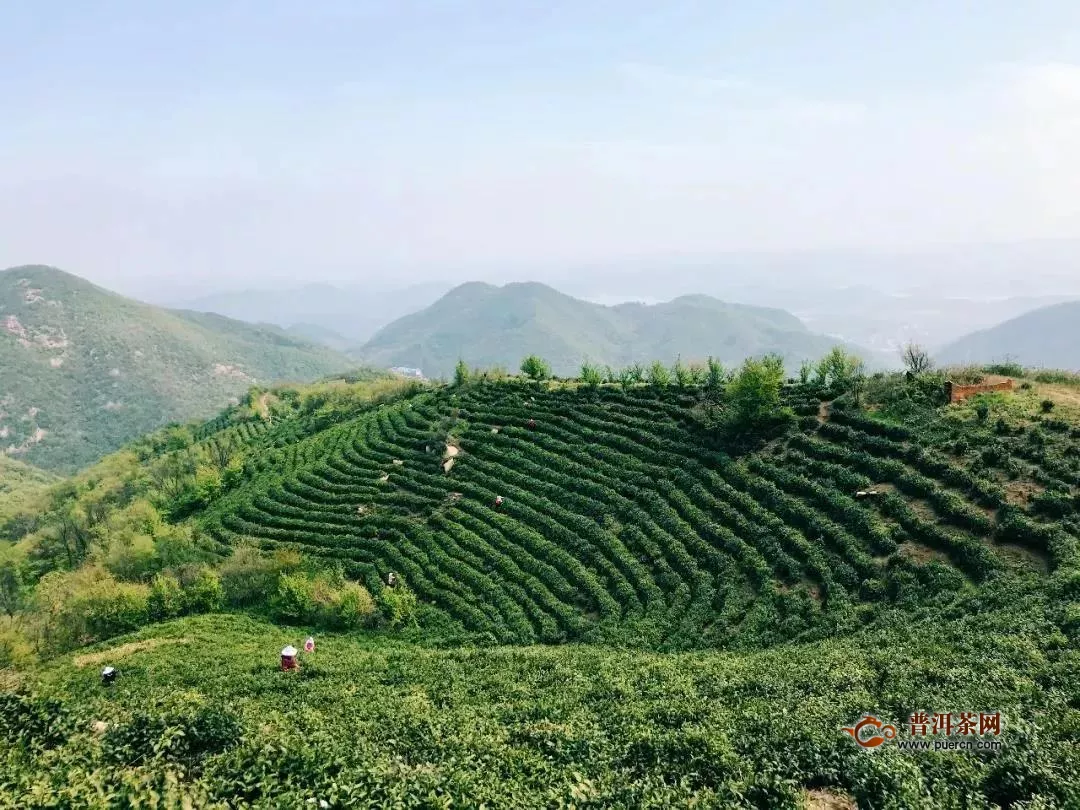 中国到底有多少种毛尖绿茶？