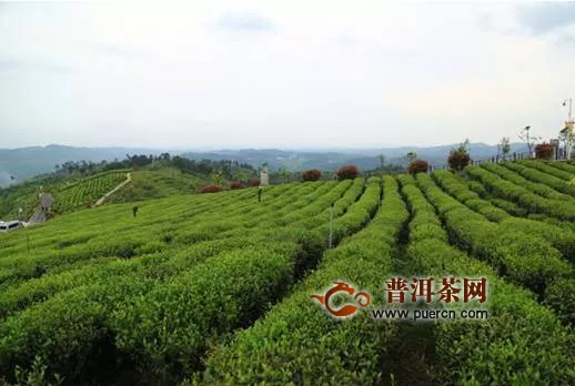 贵茶全面发力有机茶市场，欲打造全国最大的“有机茶基地”