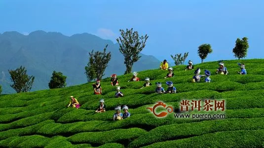 鹤峰县“全域有机”打造百亿元茶产业
