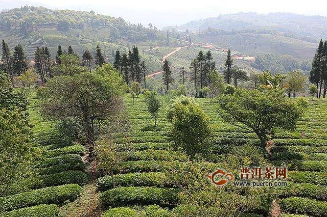 普洱市将打造中国最大有机茶基地！