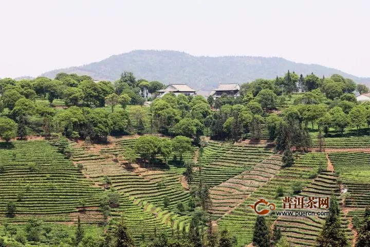 云南龙生茶业建万亩有机茶庄园