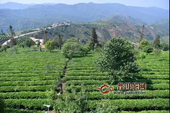 云南龙生普洱茶获“有机茶”认证，把云南普洱茶推向国际市场！