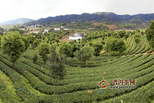 普洱市加快有机茶产业发展