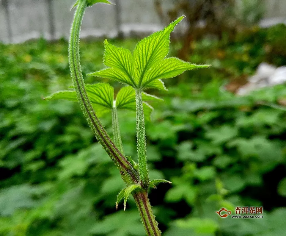 絞股藍(lán)茶的功效與作用