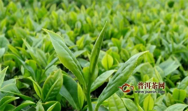 凤庆滇红茶的特点：形美、色艳、香高、味浓