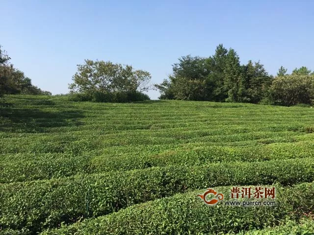 春茶大戰(zhàn)參與者數(shù)量創(chuàng)新高 茶葉市場(chǎng)勢(shì)頭真的旺嗎？