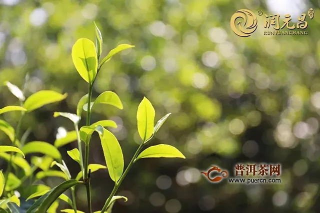 潤元昌谷雨:滿目青蔥景，甘霖潤人心