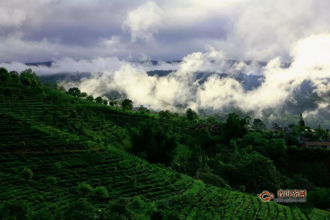 思茅有机茶产业联盟揭牌，2020年总产值达60亿！