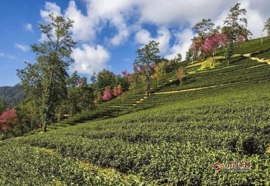 思茅有机茶产业联盟揭牌，2020年总产值达60亿！