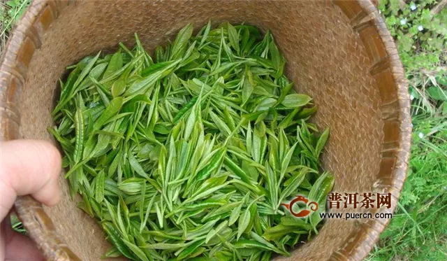 古丈毛尖是綠茶嗎？