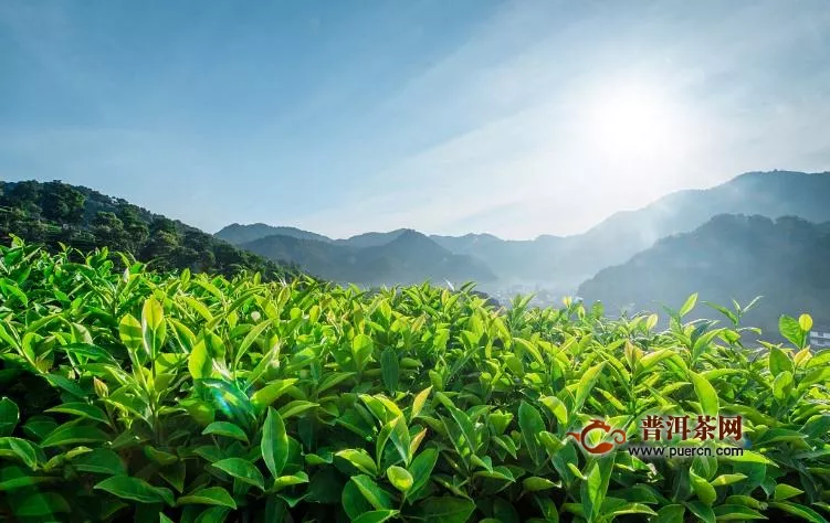 什么是有機(jī)茶葉