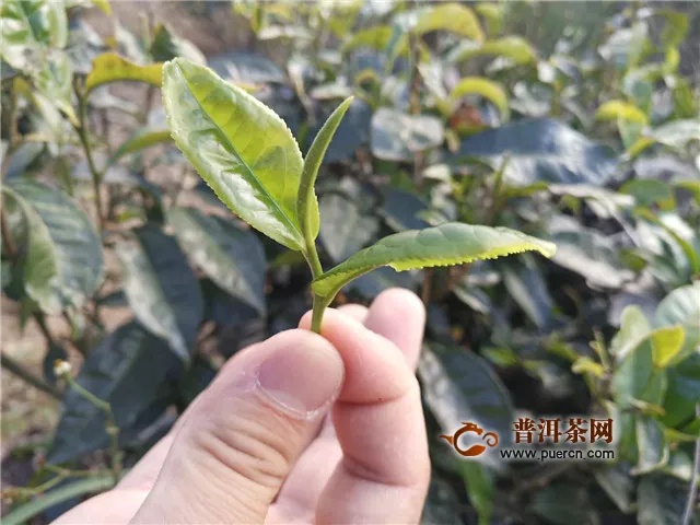 中国茶叶区域公用品牌发布、松阳香茶标准正式实施、贵州省春茶实现开门红