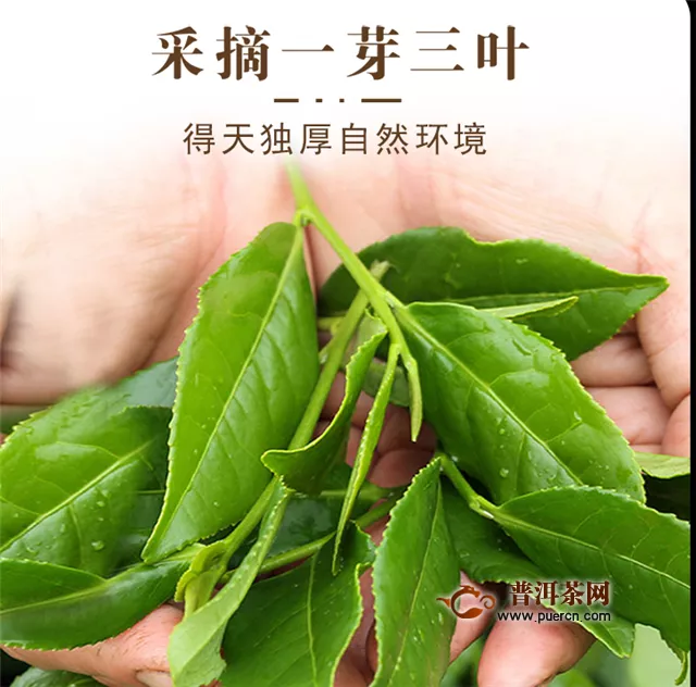 鐵觀音是綠茶嗎產(chǎn)地