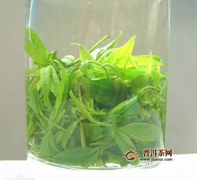 苦丁茶的功效与作用及禁忌