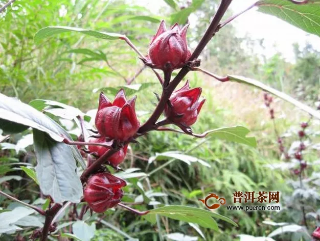 洛神花茶有什么功效