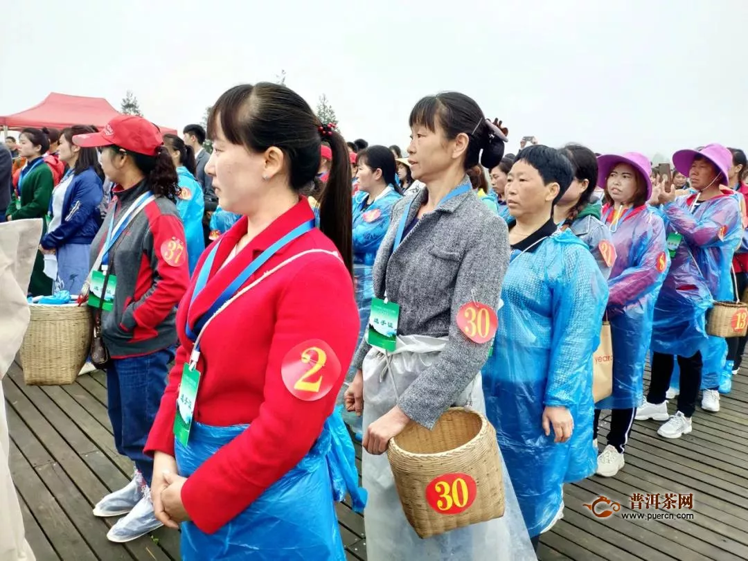 4月19日45名采茶好手齐聚湄潭小茶海竞技展风采