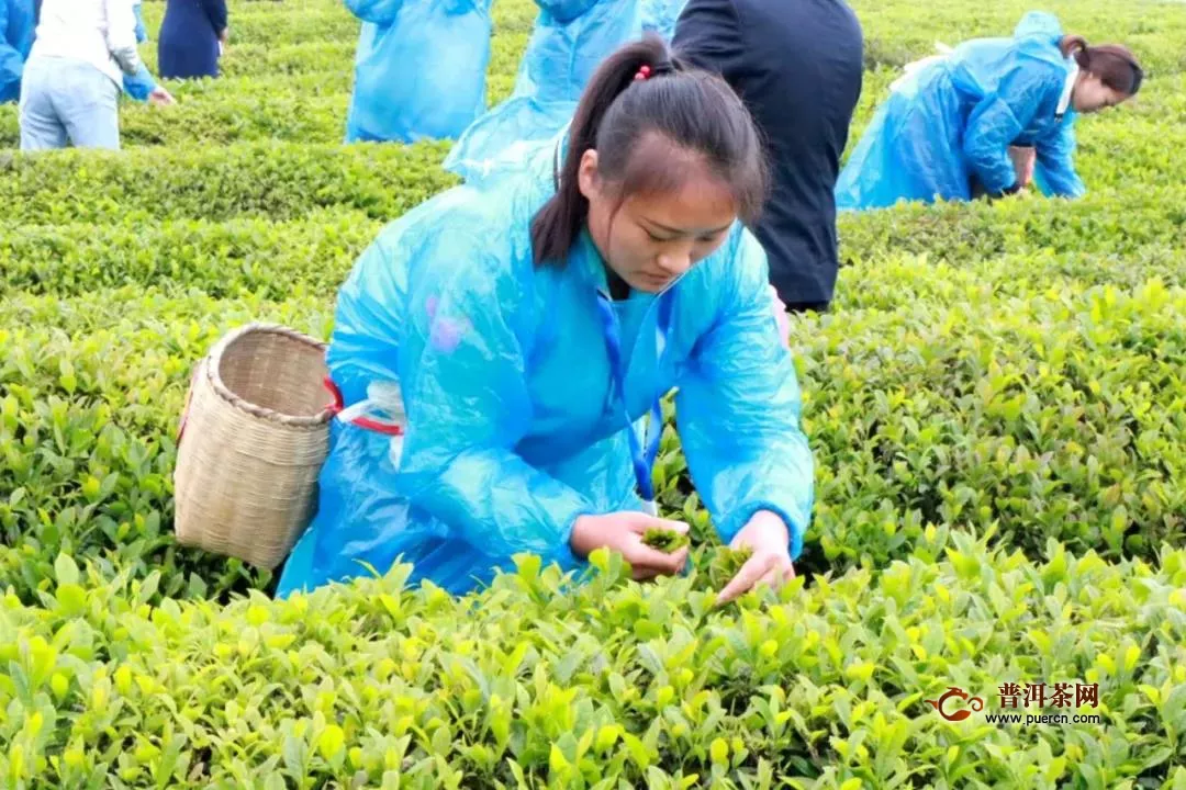 4月19日45名采茶好手齐聚湄潭小茶海竞技展风采