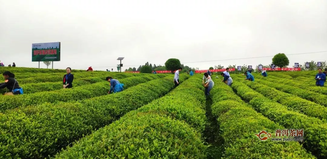 4月19日45名采茶好手齐聚湄潭小茶海竞技展风采