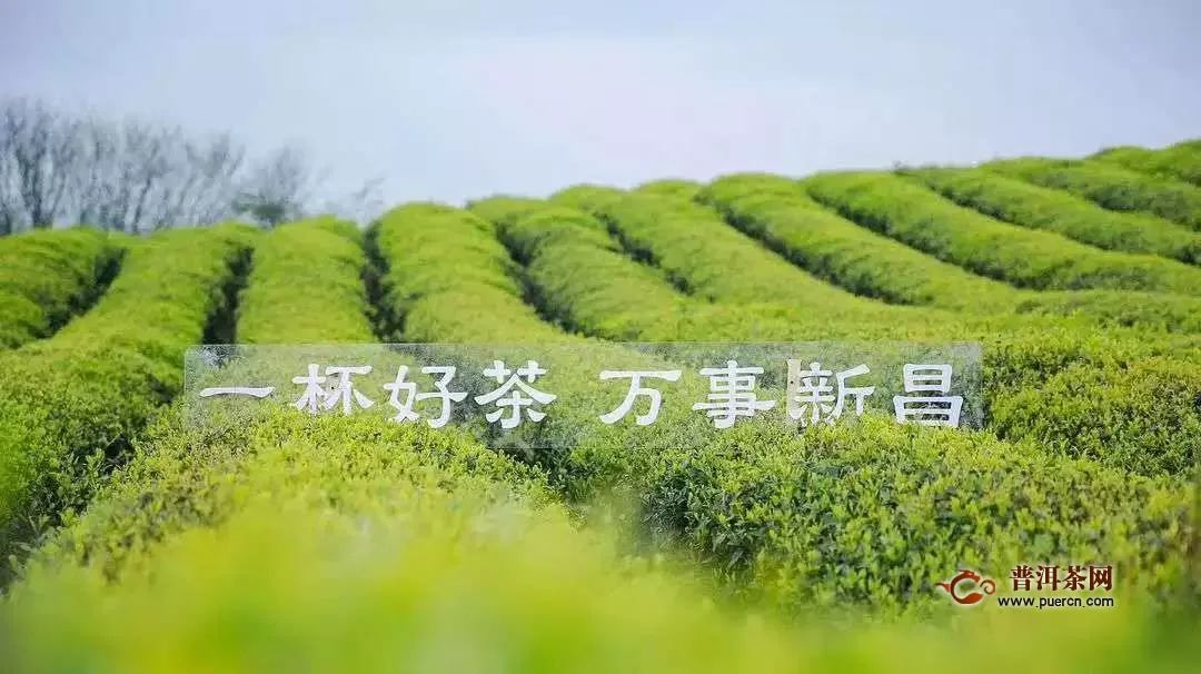 三月大佛龙井春茶交易忙，交易量减价增！