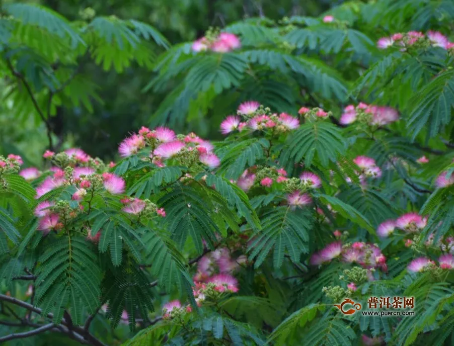 合歡花泡水喝的好處與壞處