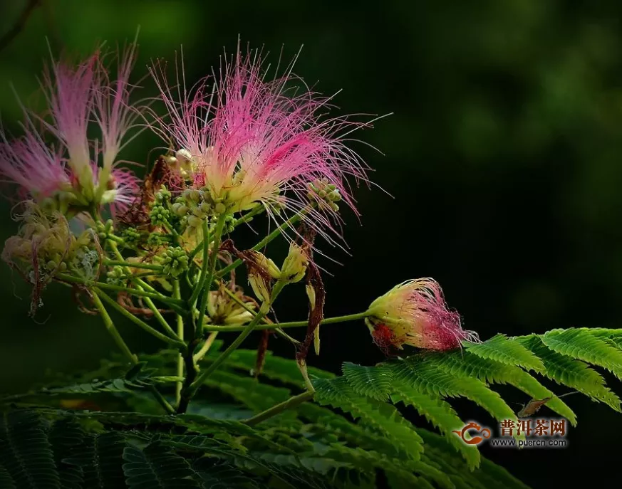 合歡花泡水喝的好處與壞處