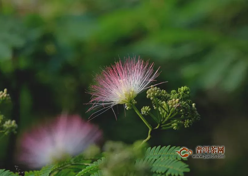 合歡花泡水喝的好處與壞處