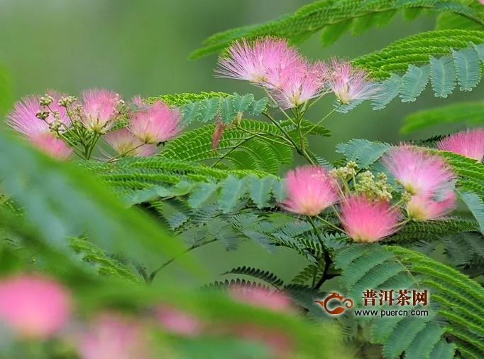 合歡花茶的副作用