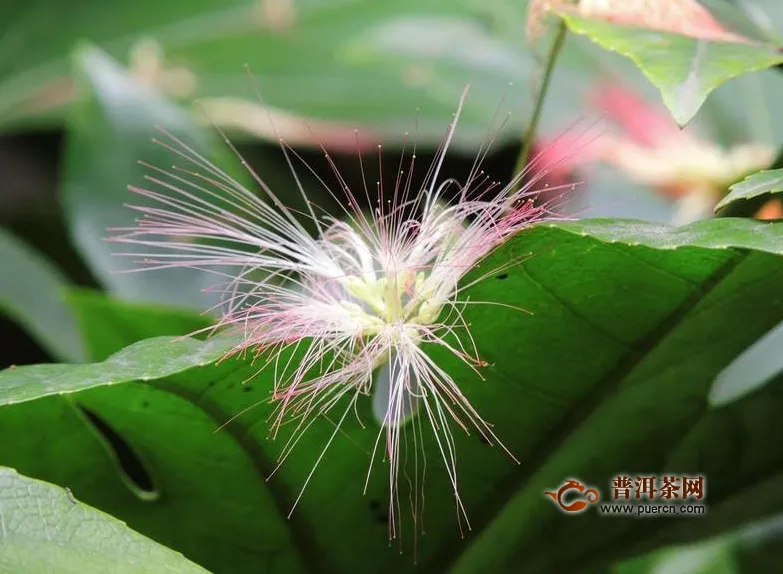 合歡花泡水一天喝幾次