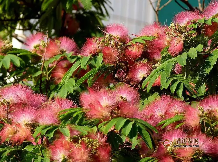 合歡花怎么泡水喝