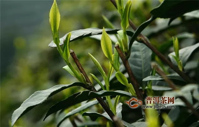 安化黑茶产地哪里？安化县茶产区生态环境介绍