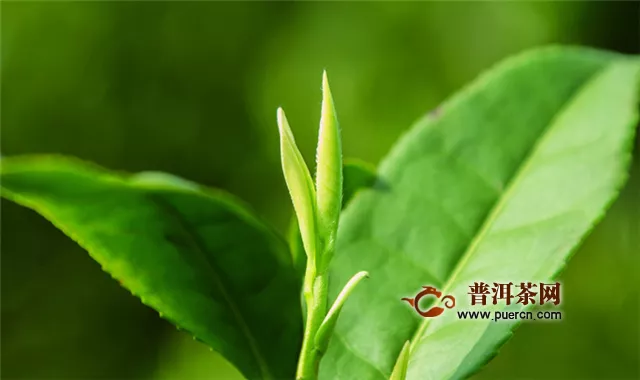 云霧毛尖茶是綠茶嗎