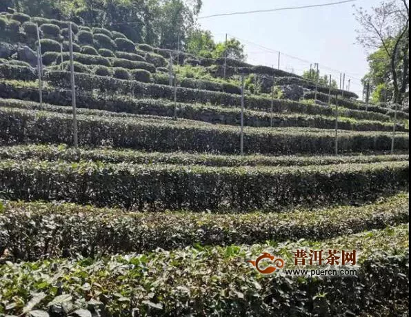 春茶生产基本结束，西湖龙井茶开始剪修