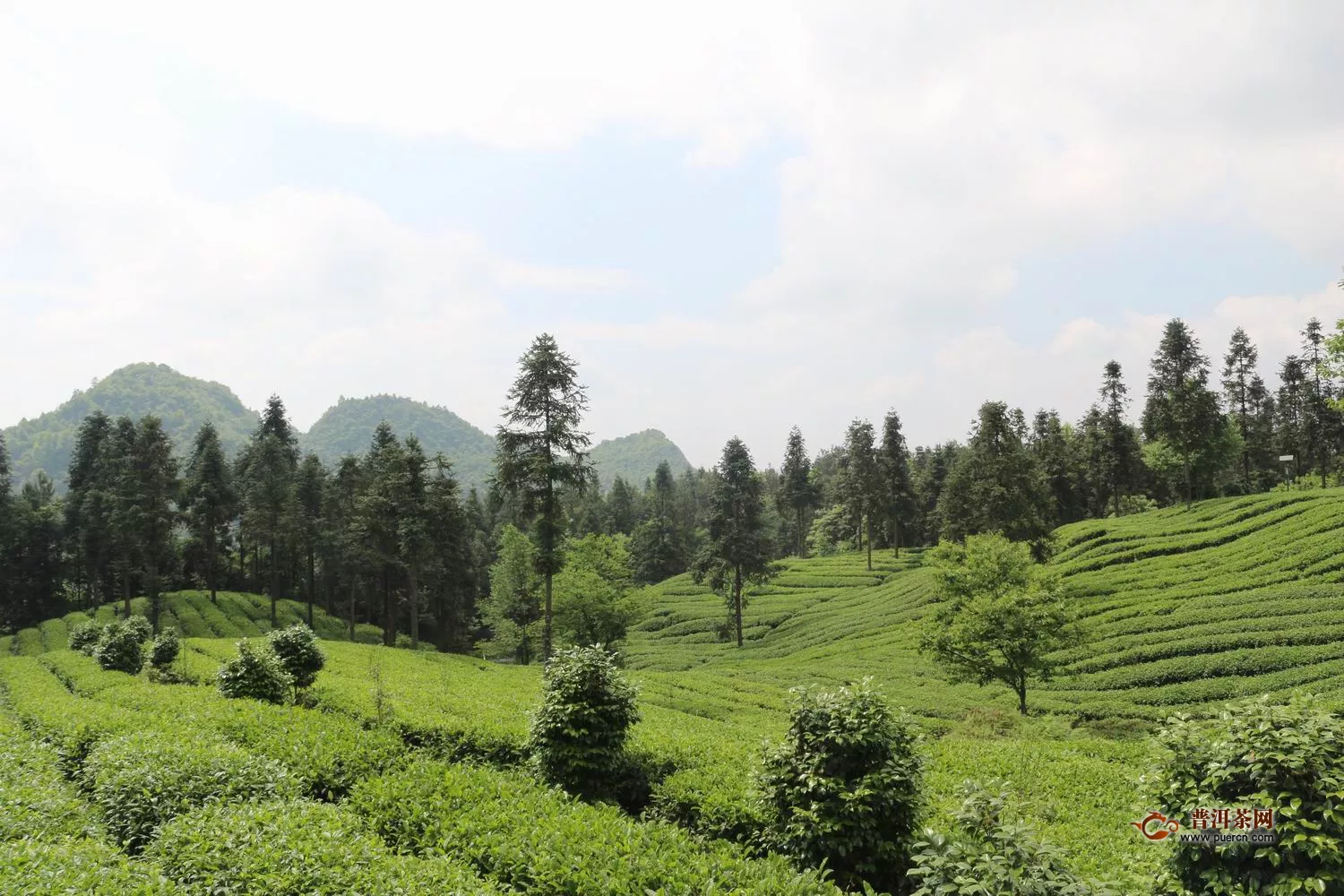 有機(jī)茶好還是無機(jī)茶好