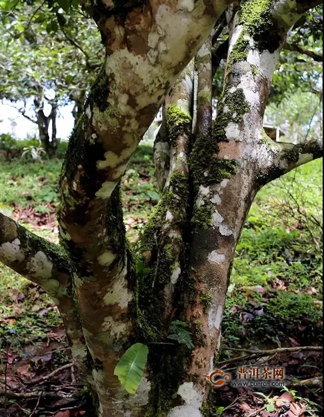 2020吉普號(hào)春茶預(yù)售第六輪：拼手速，才能搶到這款限量好茶