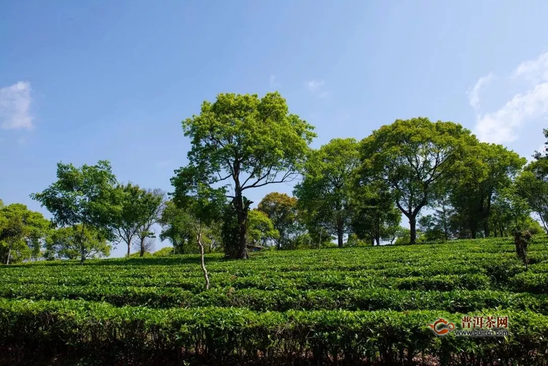 龙生有机普洱茶庄园正式揭牌，“有机茶+茶庄园”绘就新风景！