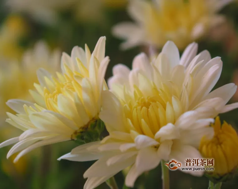 女人经常喝菊花茶好吗