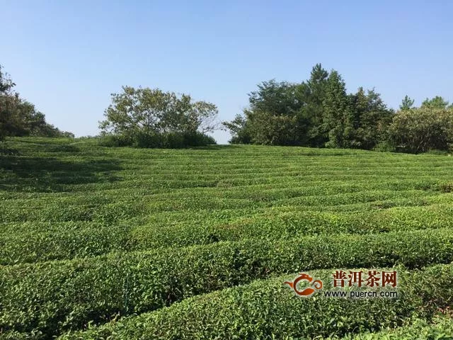 福建省宁德市福安加大政策扶持稳住茶产业生产