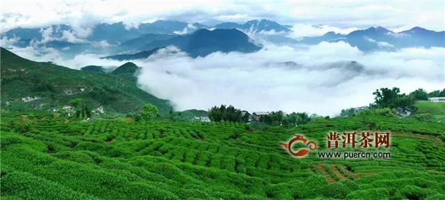 铁观音茶的发源地在中国哪个省份？福建